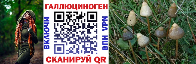Псилоцибиновые грибы Psilocybine cubensis  Красновишерск 